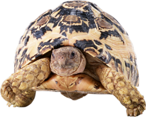 Turtle PNG-24766